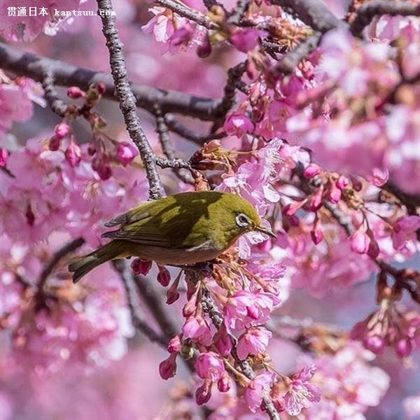 桃花暴发户