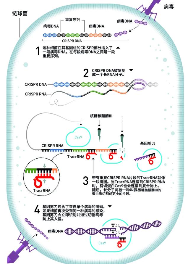 前沿基因编辑技术解析